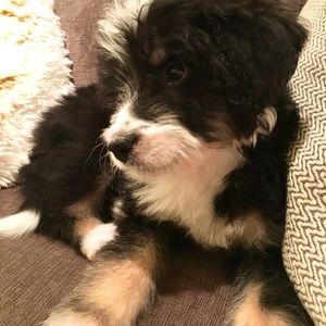 Meet your Posher, Diane